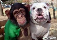 /album/fotogaleria-animales-cuidados-/xdxdxdxdxd-jpg/